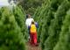 Tips for Picking Out the Perfect Christmas Tree!